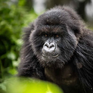 Get up-close to mountain gorillas on a trekking adventure