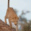 Wilderness Chitabe Botswana Wildlife Leopard
