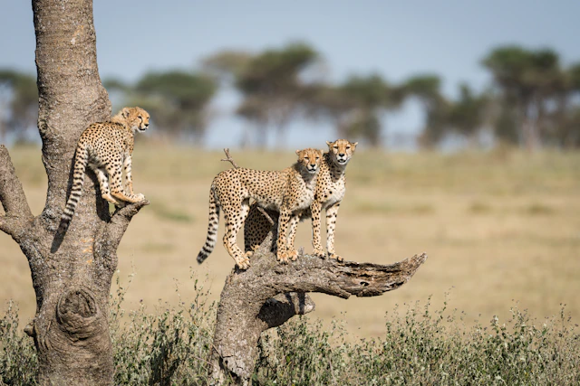 East African Safari & Island Experience