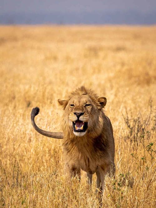 African lion marking his territory Mokete