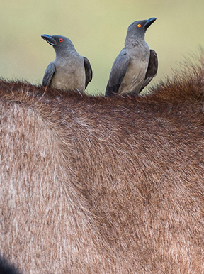 Wilderness Busanga Bush Camp Zambia Activities Birding
