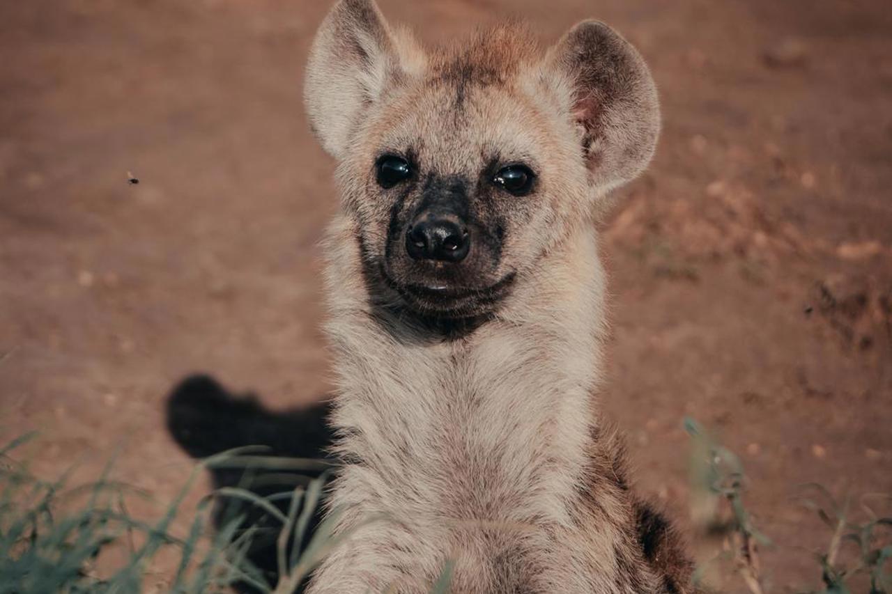 Close-up of a hyena in the plains of the Serengeti during the green season