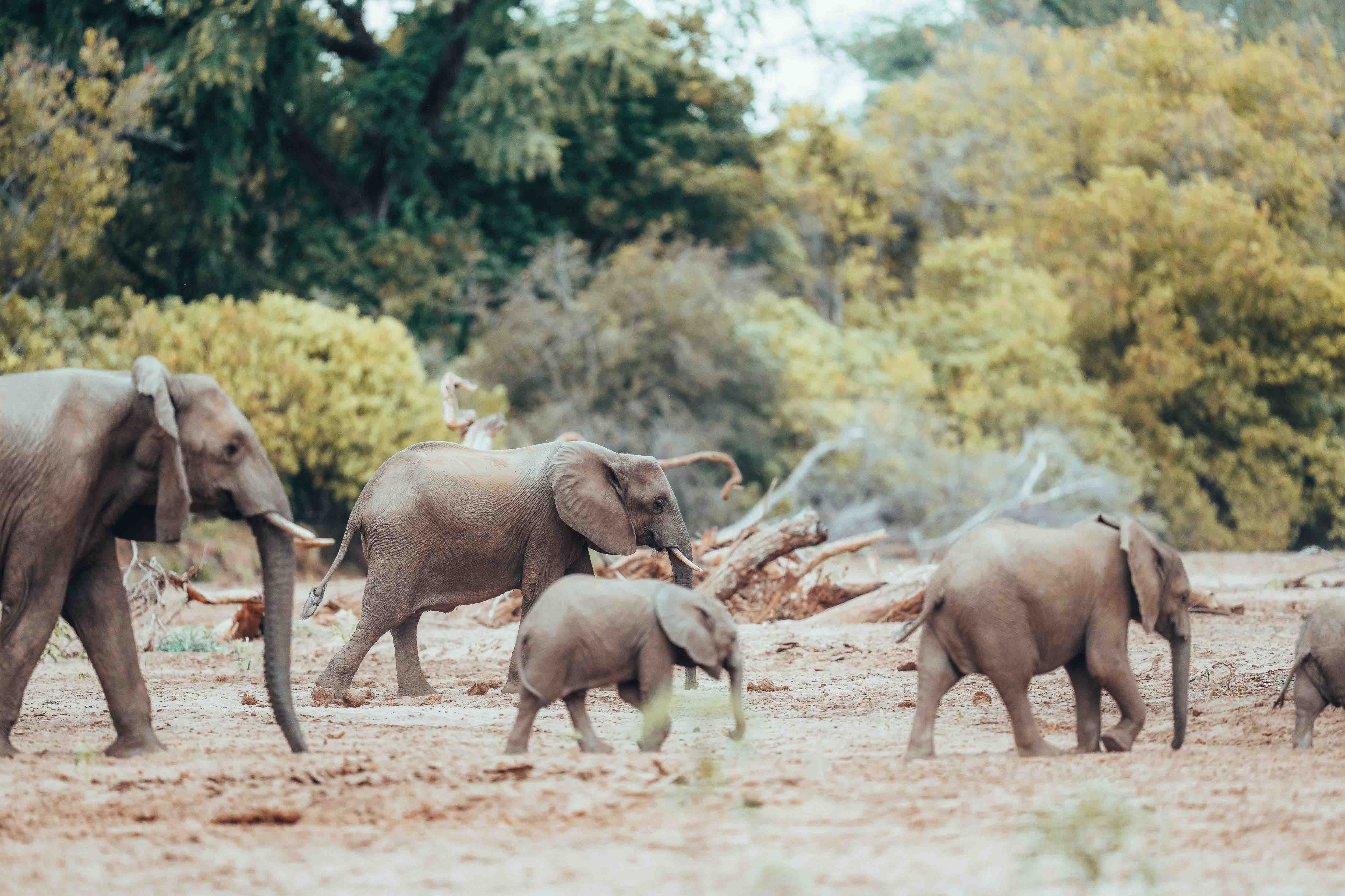 Wilderness Journeys Remarkable Zimbabwe