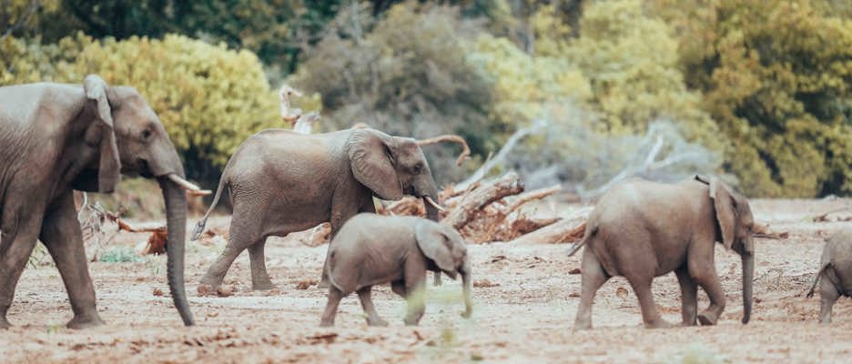 Wilderness Journeys Remarkable Zimbabwe