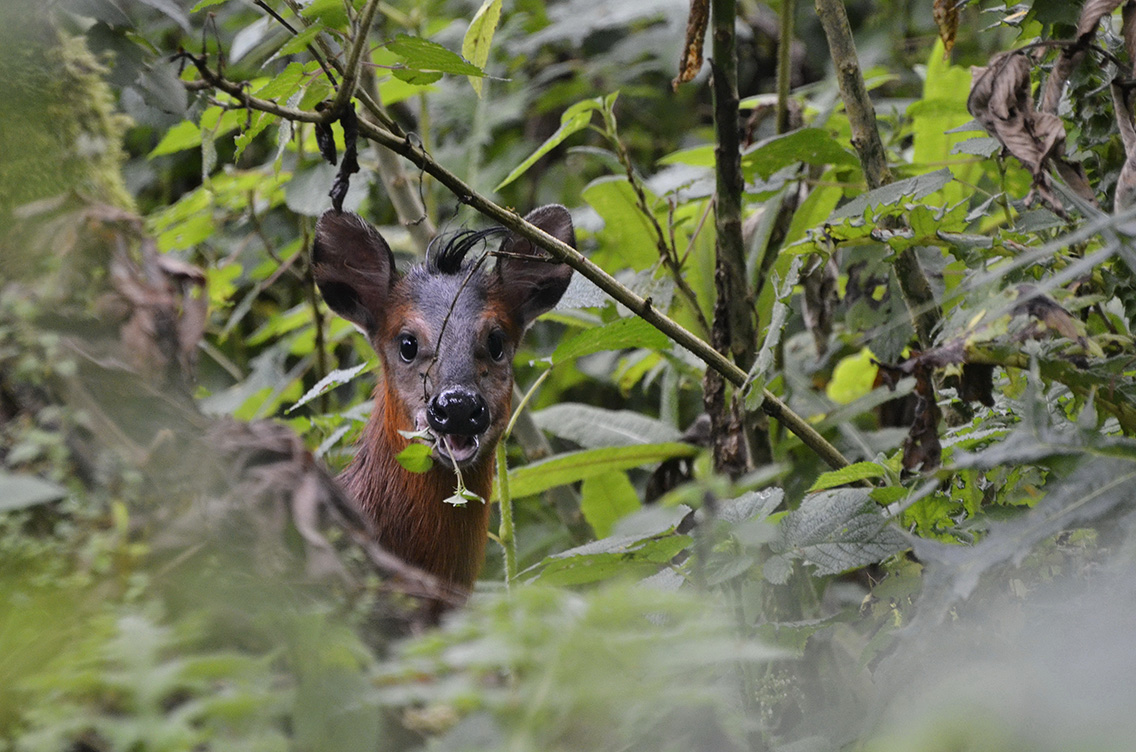 Wilderness Bisate Wildlife Black Faced Duiker