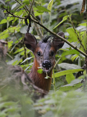 Wilderness Bisate Wildlife Black Faced Duiker
