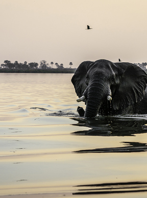 Sunset safari scene with elephant in the water at King’s Pool Botswana luxury safari lodge