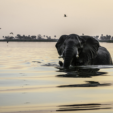 Sunset safari scene with elephant in the water at King’s Pool Botswana luxury safari lodge