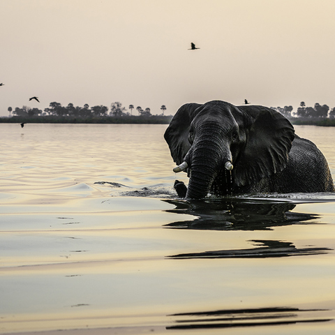 Sunset safari scene with elephant in the water at King’s Pool Botswana luxury safari lodge