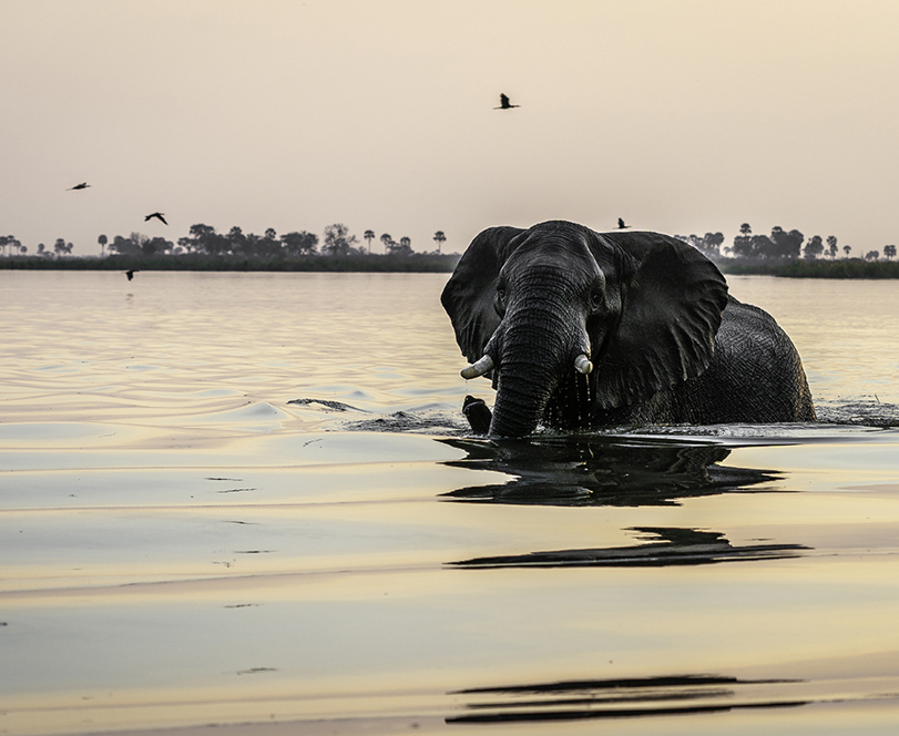 Sunset safari scene with elephant in the water at King’s Pool Botswana luxury safari lodge