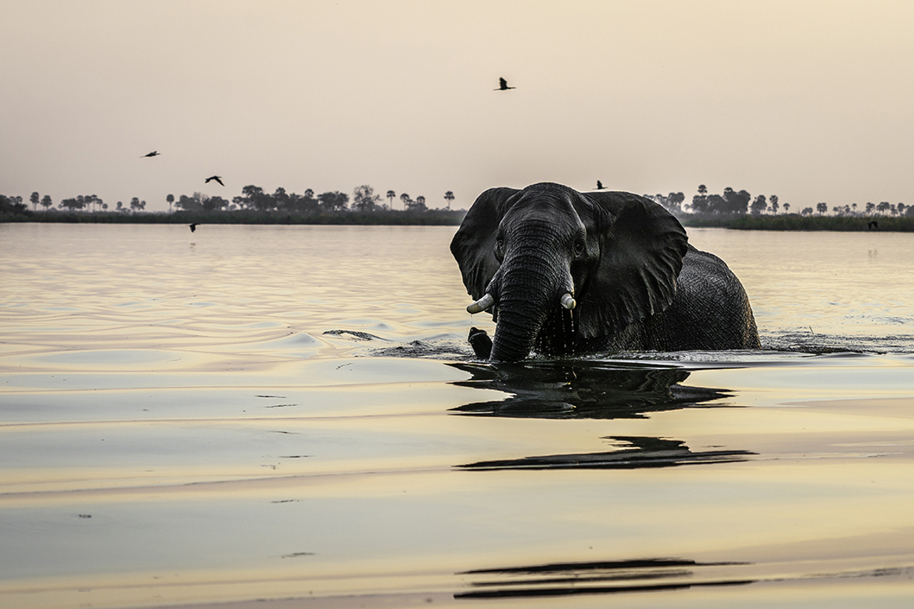 Sunset safari scene with elephant in the water at King’s Pool Botswana luxury safari lodge