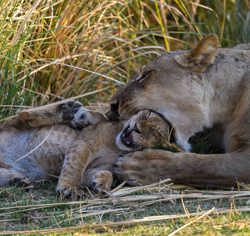Lioness playing with cub at Wilderness Zimbabwe