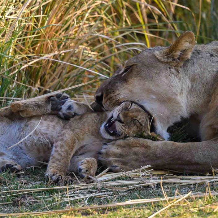 Lioness playing with cub at Wilderness Zimbabwe