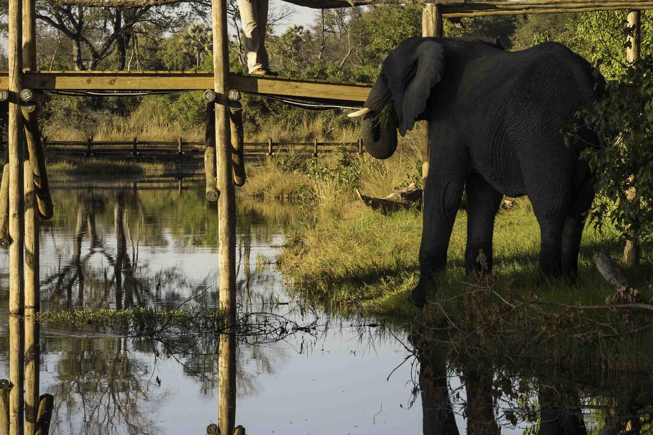 Wilderness Little Tubu Botswana Elephant by Boardwalk
