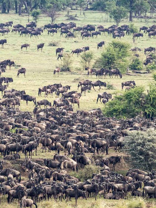 Wildebeest herd on the Savannah Serengeti