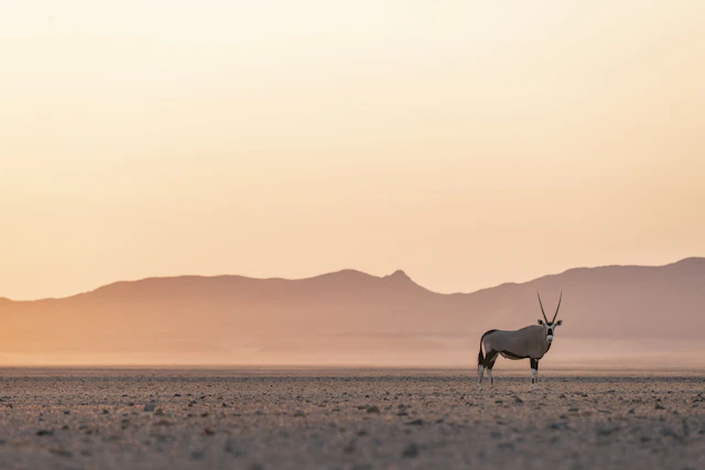 Namibia: From Desert to Sea
