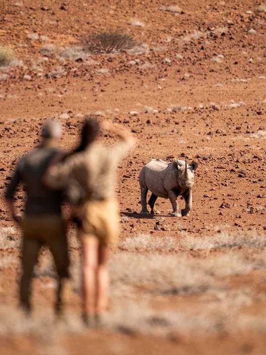 Rhino trekking at Wilderness Desert Rhino Camp