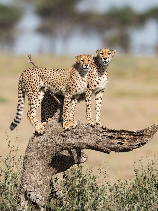 Wilderness Tanzania Cheetah on a tree hunting
