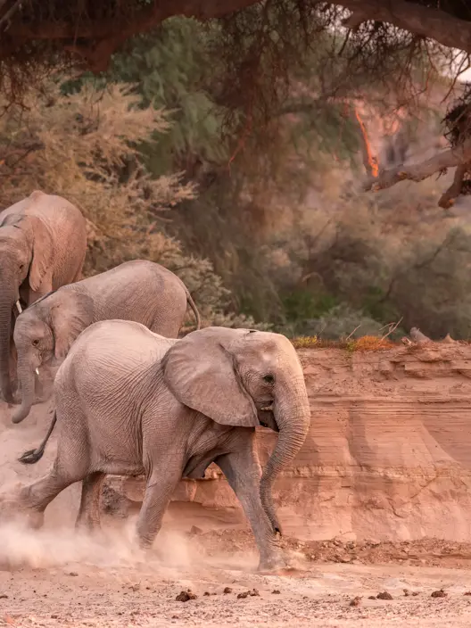 Desert adapted elephants walking along a dry river bed near Wilderness Damaraland
