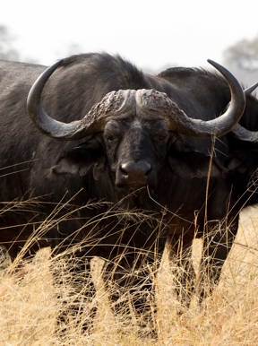 Wilderness Little Makalolo Zimbabwe Wildlife Buffalo