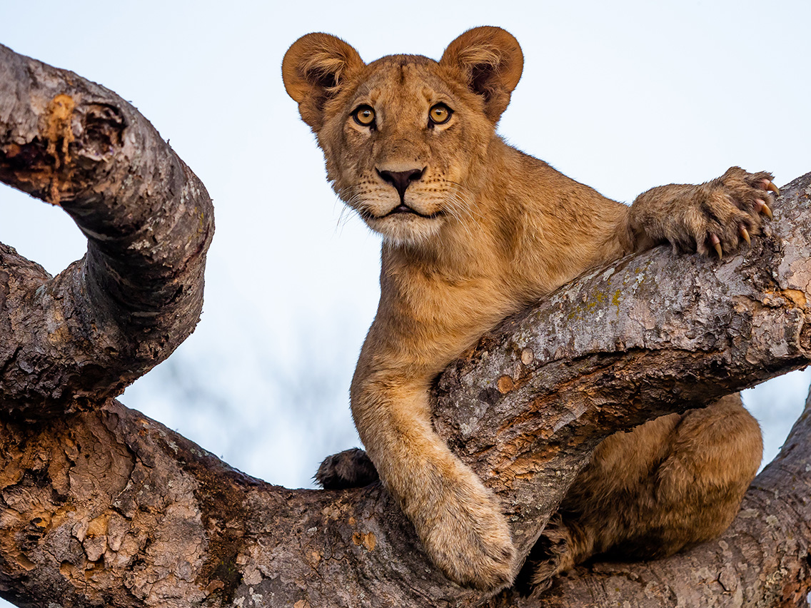 Little Vumbura Botswana Wildlife Lion