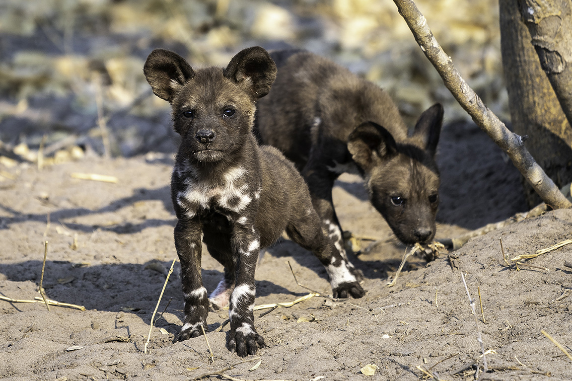 Wilderness Botswana Linyanti Wildlife Wild Dog