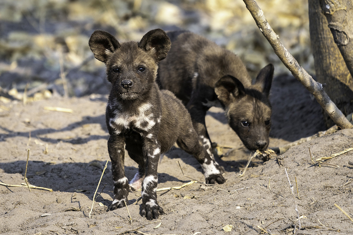 Wilderness Botswana Linyanti Wildlife Wild Dog