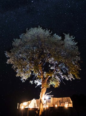 Wilderness Little Makalolo Zimbabwe Activities Star Bed