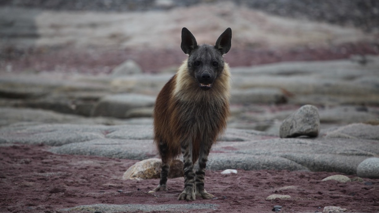 Brown hyena standing on the sandy Hoanib riverbed showing characteristic striped legs, Namibia — photograph by Emsie Verwey