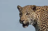 Headshot image of a Young Male Leopard Hunting At Shinde Okavango Delta