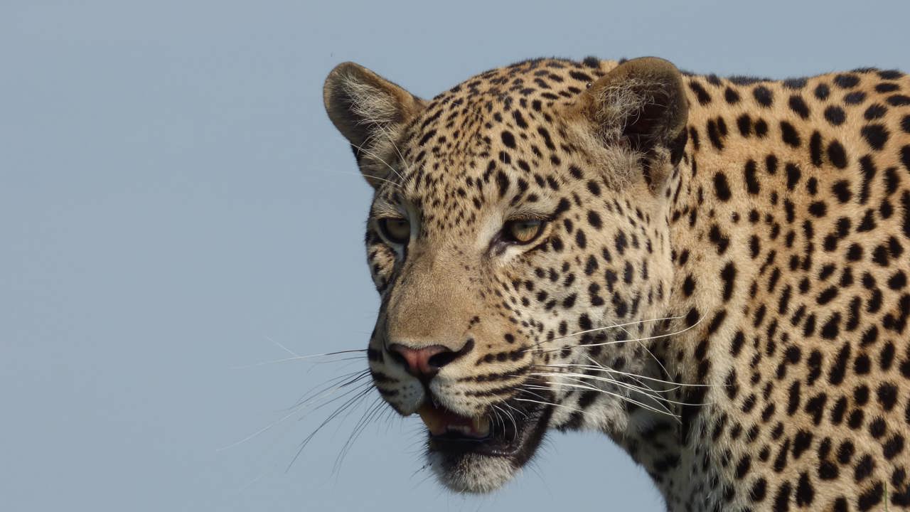 Headshot image of a Young Male Leopard Hunting At Shinde Okavango Delta