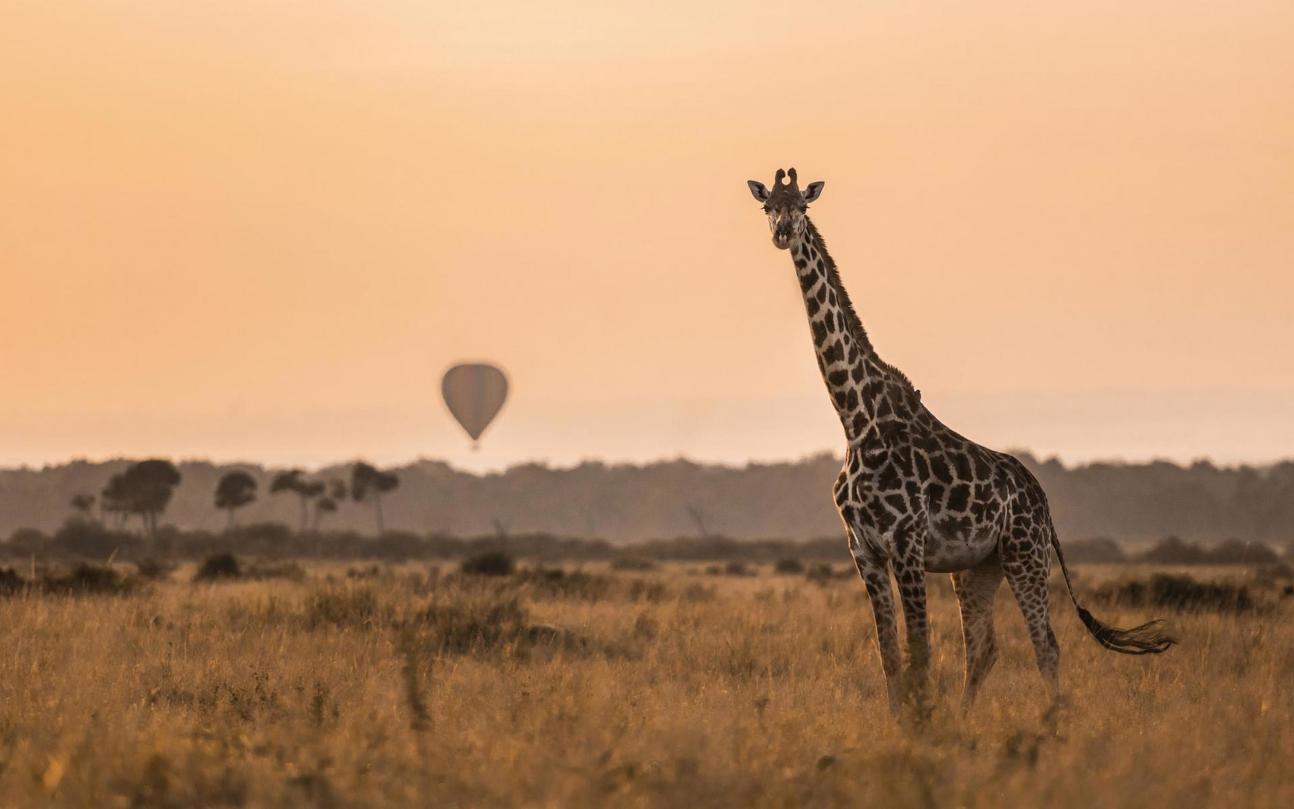 Hot air balloon safari rising over Maasai Mara Kenya at sunrise