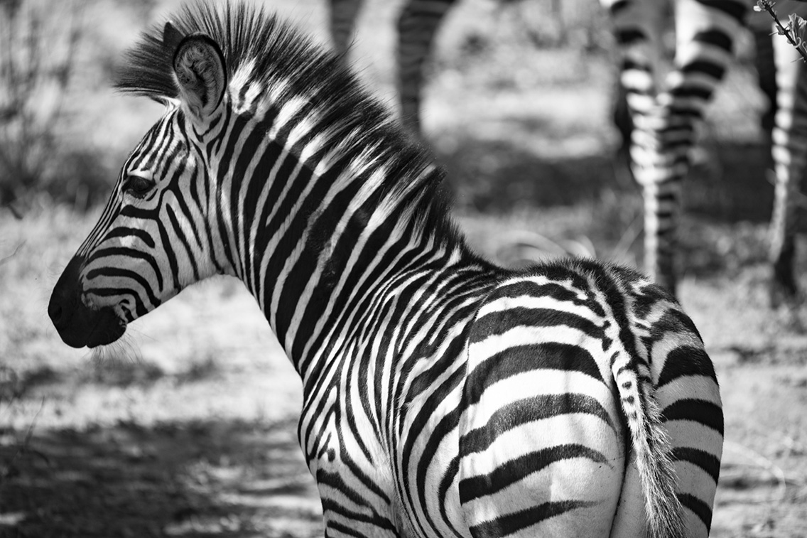 Wilderness Zambia Wildlife Zebra