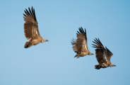 Three Vultures in flight at Mombo