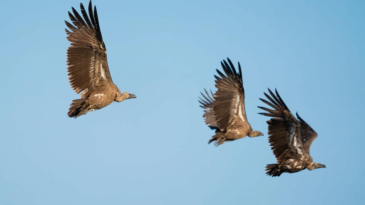 Three Vultures in flight at Mombo