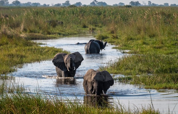 Wilderness Linyanti Tented Camp Botswana Area