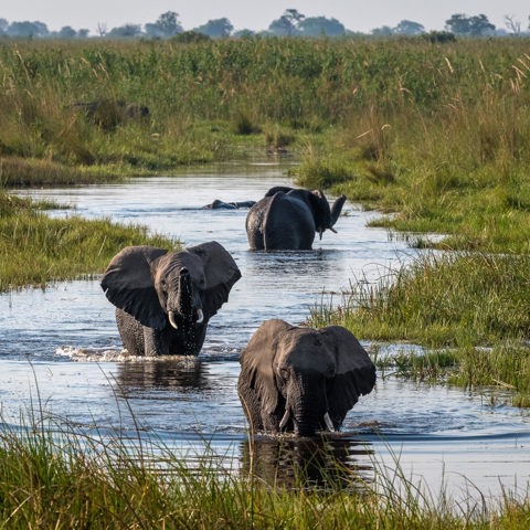 Wilderness Linyanti Tented Camp Botswana Area