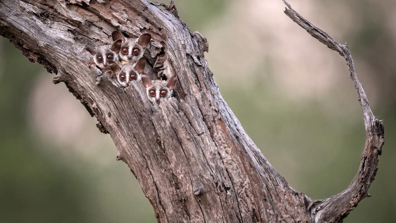 Although fairly common, these nocturnal, agile hunters are a hidden gem