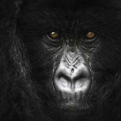Mountain Gorilla at Wilderness Bisate Rwanda