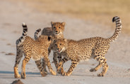 Cubs of Chitabe's legendary Supermom, who has raised more litters than most cheetah do in a lifetime