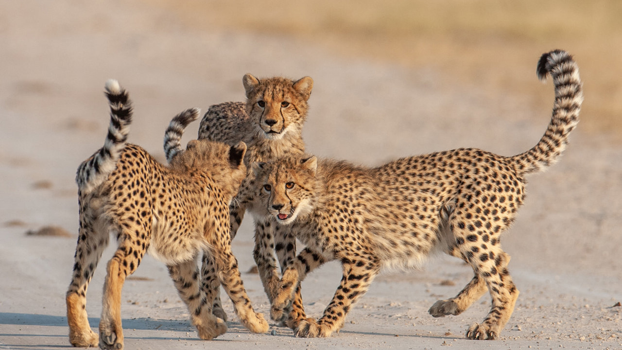 Cubs of Chitabe's legendary Supermom, who has raised more litters than most cheetah do in a lifetime