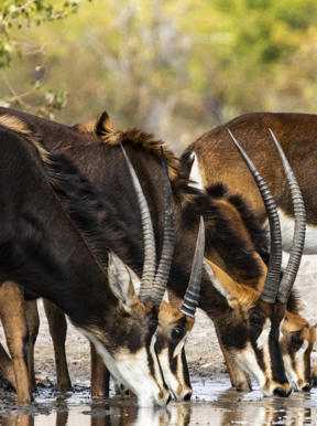 Wilderness Kings Pool Botswana Wildlife Sable