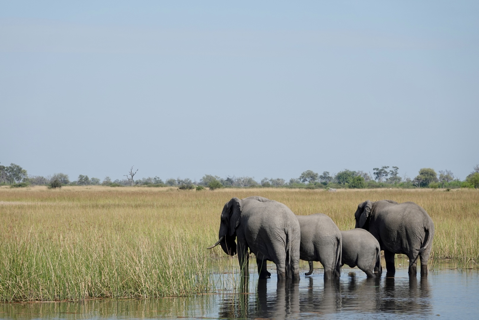 Elephants near waterhole in the Selinda Reserve