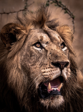 Wilderness Magashi Rwanda Wildlife Lion