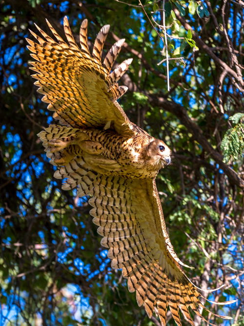 Unique sightings of special bird Pel's fishing owl