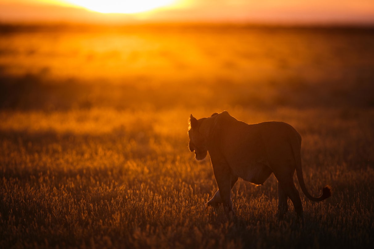 Wilderness Kalahari Plains Botswana Wildife Lion Sunrise