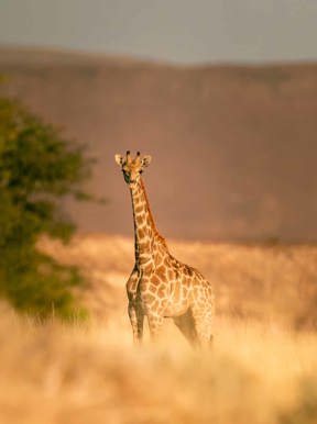Giraffe at Wilderness Desert Rhino Camp
