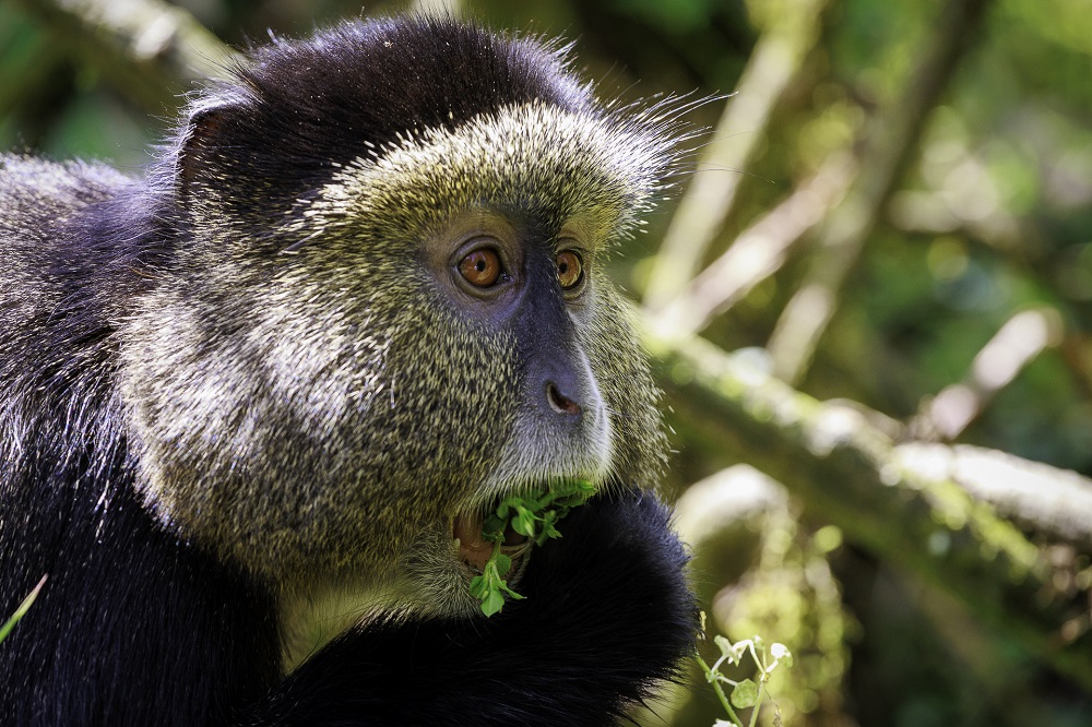 Wilderness Bisate Wildlife Golden Monkey