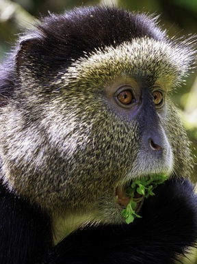 Wilderness Bisate Wildlife Golden Monkey