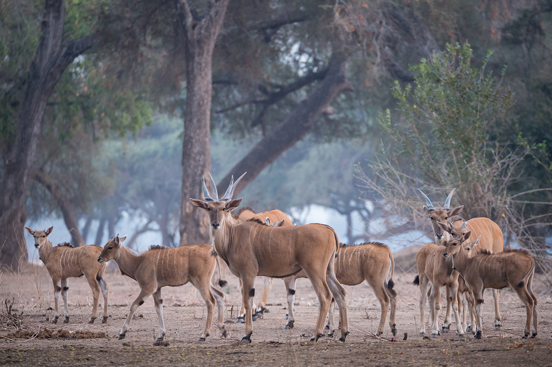 Wilderness Zimbabwe Wildlife Eland